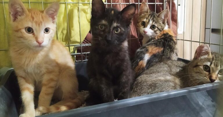 multimedia-foto67360-605-1