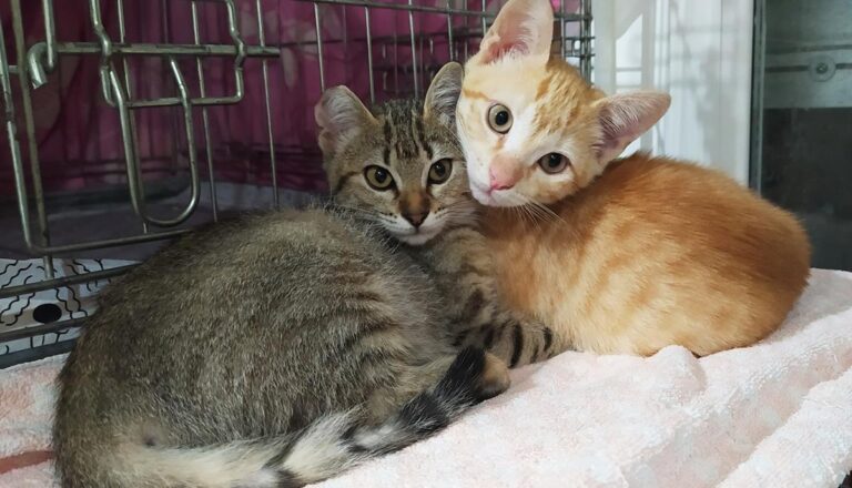 multimedia-foto67361-605-1