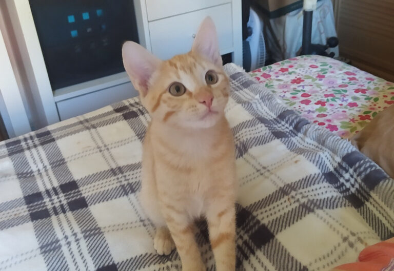 multimedia-foto67363-663-1