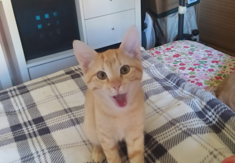 multimedia-foto67364-664-1