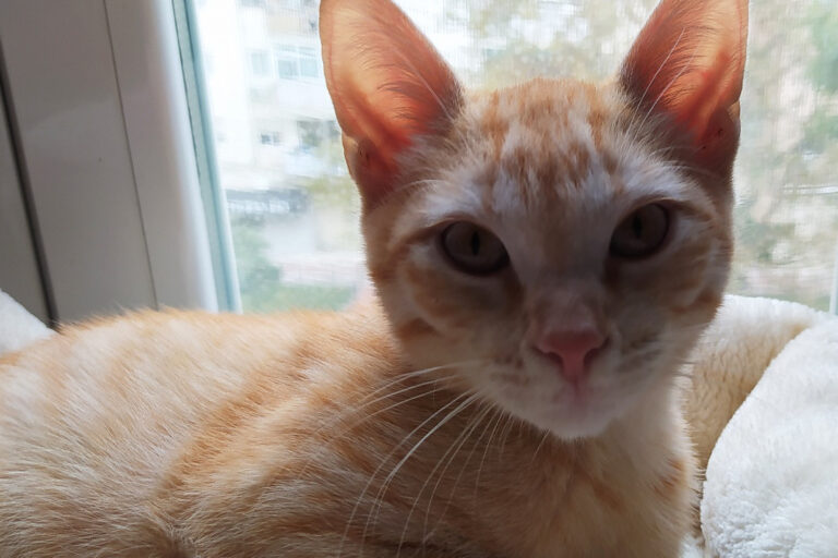 multimedia-foto67367-666-1