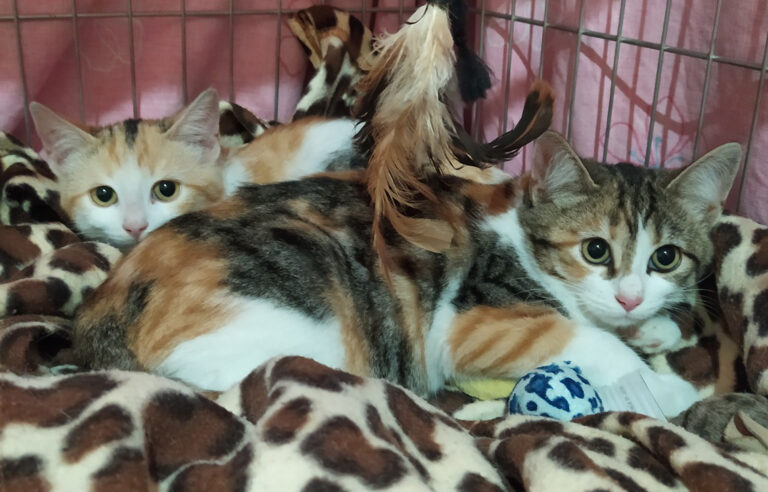 multimedia-foto67429-895-1