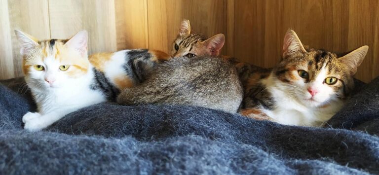 multimedia-foto67430-895-1