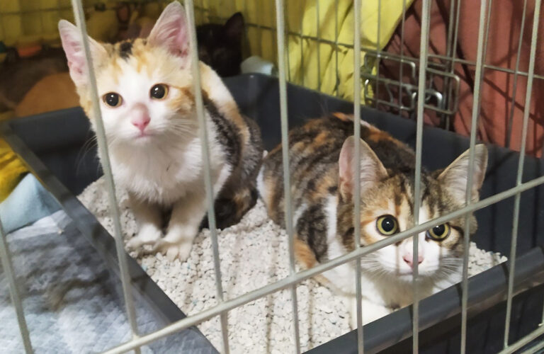 multimedia-foto67431-896-1