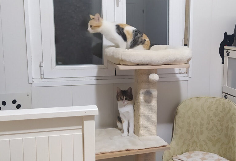 multimedia-foto67432-896-1