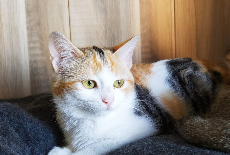 multimedia-foto67434-929-1