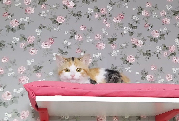 multimedia-foto67436-930-1