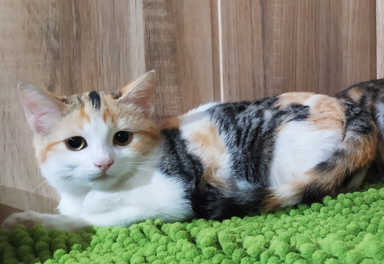 multimedia-foto67437-930-1