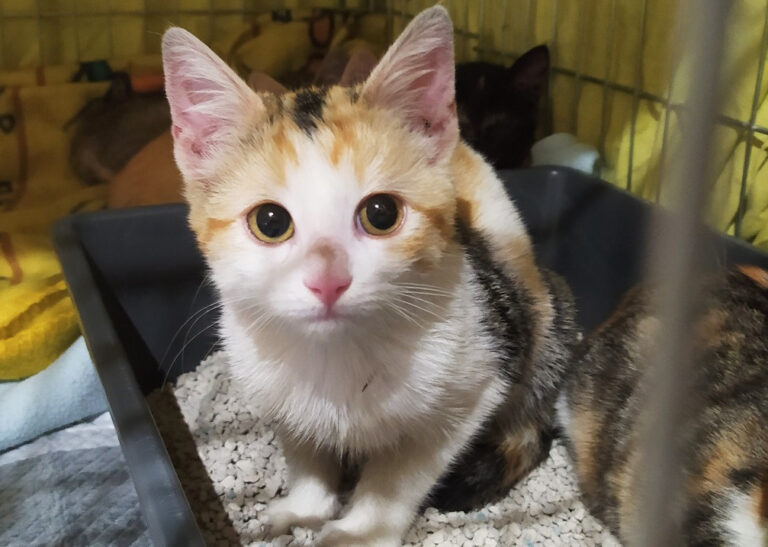 multimedia-foto67438-931-1