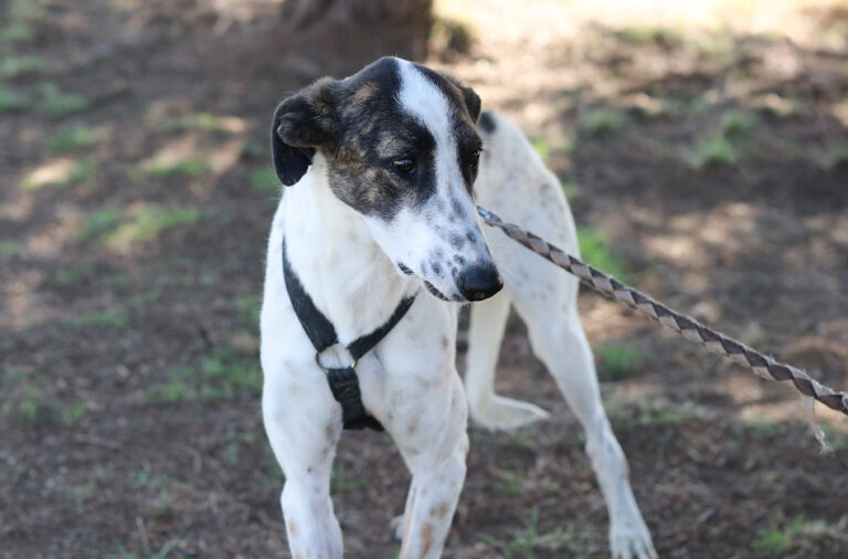 multimedia-foto67459-599-1