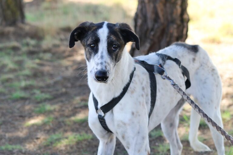 multimedia-foto67461-600-1