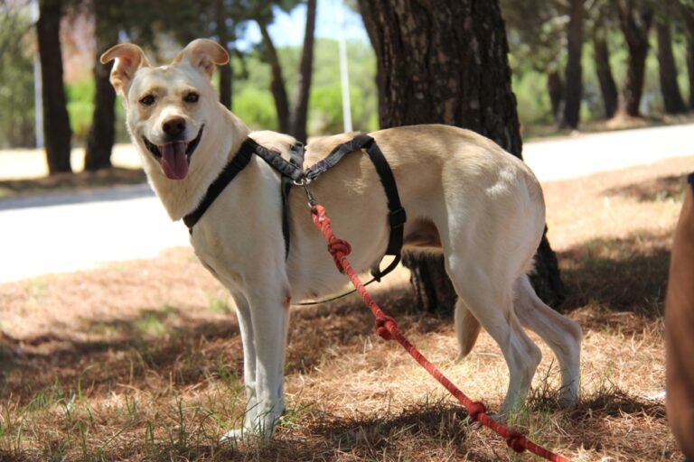 multimedia-foto67477-513-1