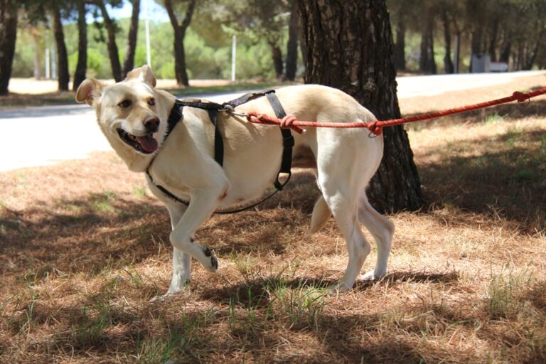 multimedia-foto67478-513-1