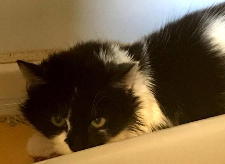 multimedia-foto67494-82-1