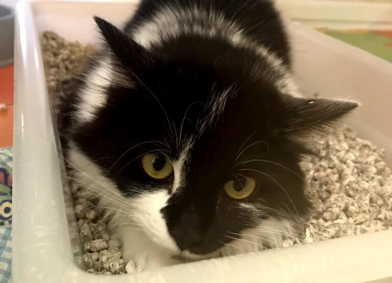 multimedia-foto67495-83-1