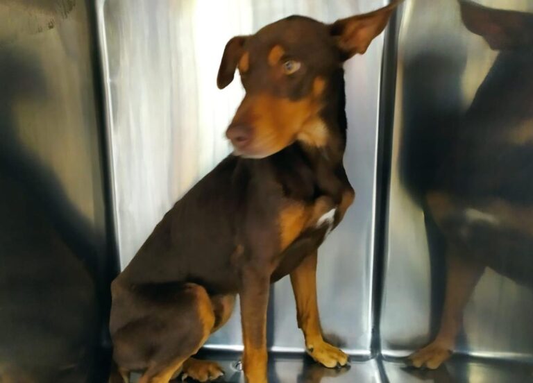 multimedia-foto67532-472-1