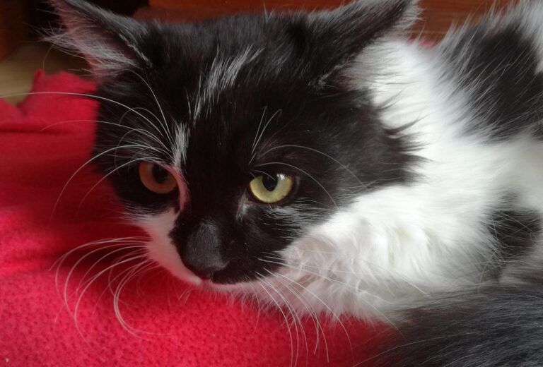 multimedia-foto67601-349-1