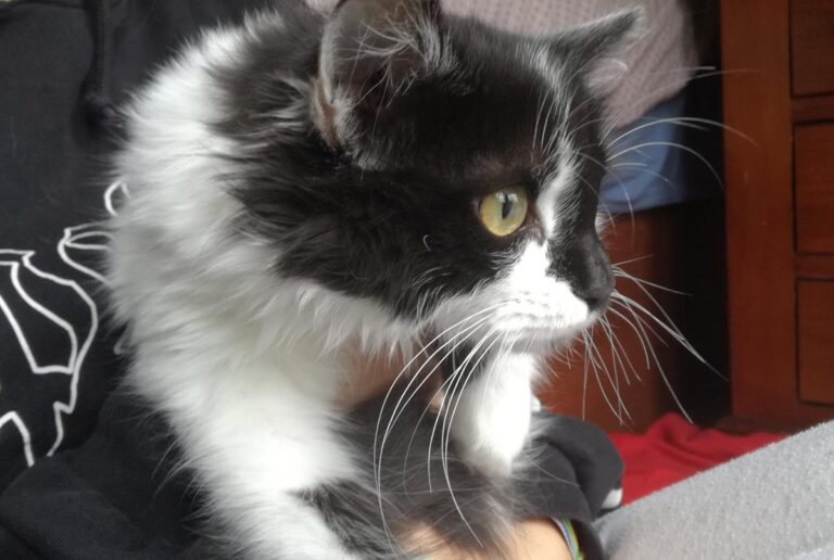 multimedia-foto67603-350-1