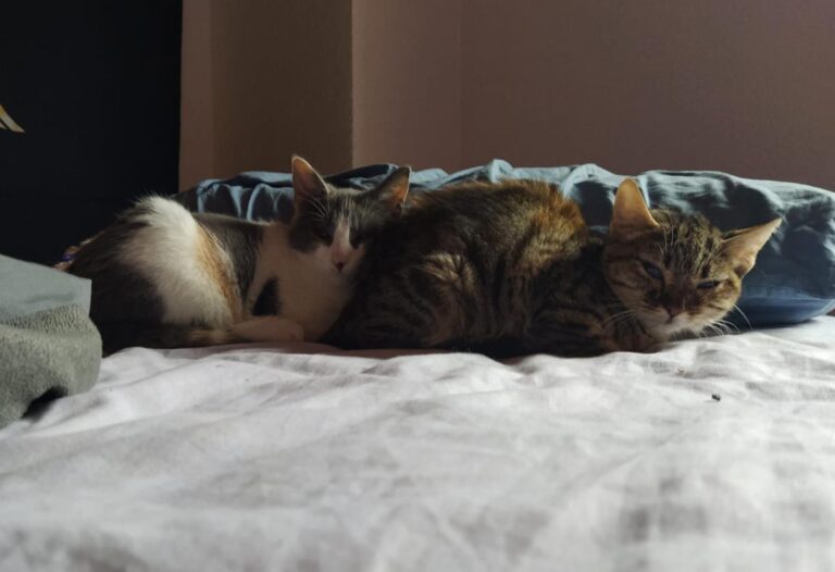 multimedia-foto67605-616-1