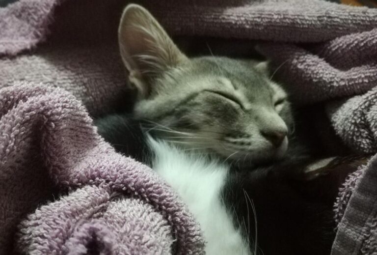 multimedia-foto67610-796-1