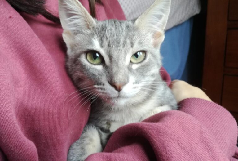 multimedia-foto67611-796-1