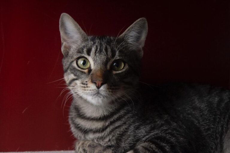 multimedia-foto67639-919-1