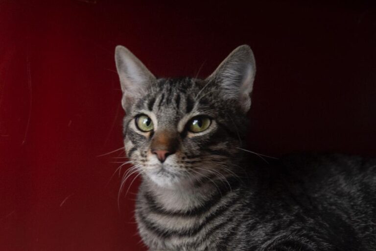 multimedia-foto67640-920-1