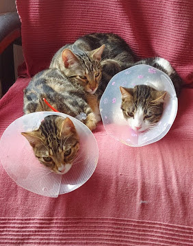 multimedia-foto67701-743-1