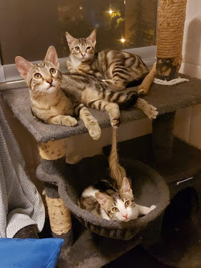 multimedia-foto67702-744-1