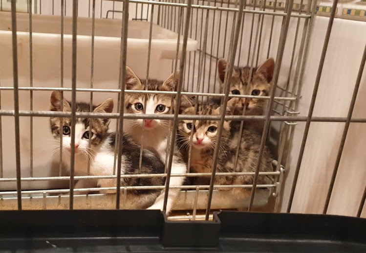 multimedia-foto67704-744-1