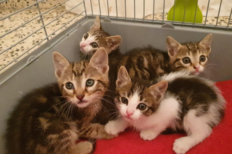 multimedia-foto67705-745-1