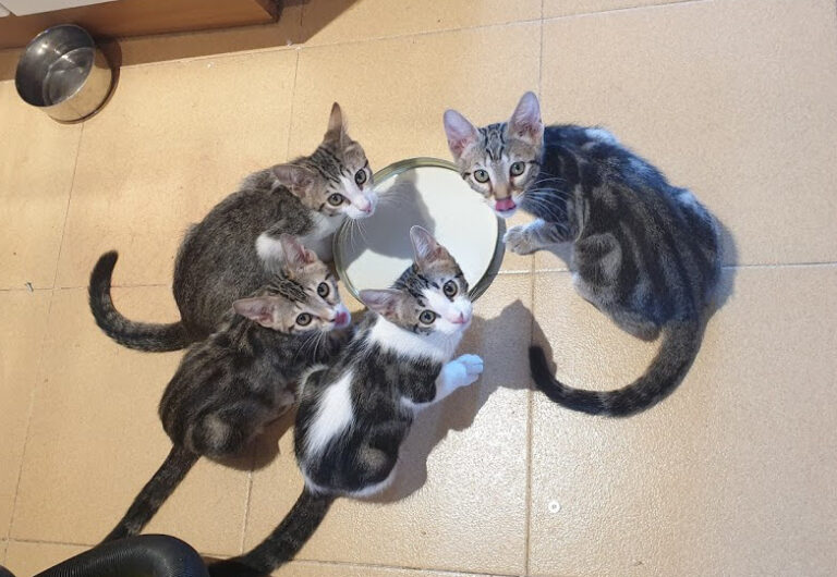 multimedia-foto67706-746-1