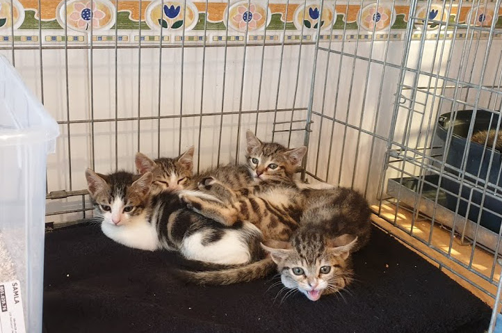 multimedia-foto67708-747-1