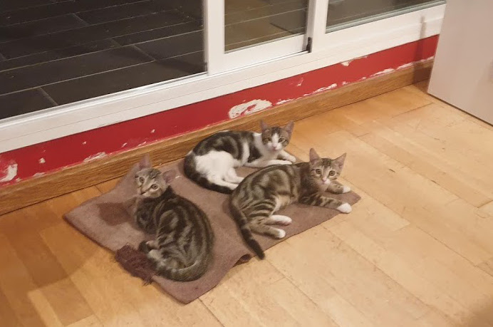 multimedia-foto67709-747-1