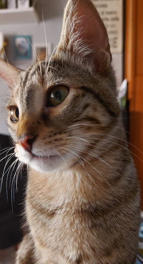 multimedia-foto67710-90-1