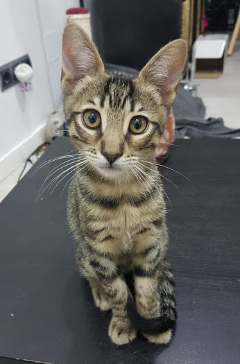 multimedia-foto67712-90-1