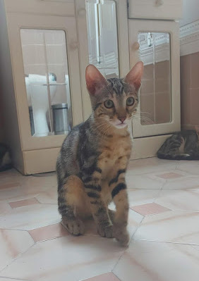 multimedia-foto67713-91-1