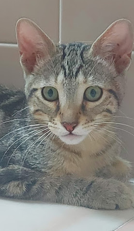 multimedia-foto67714-91-1