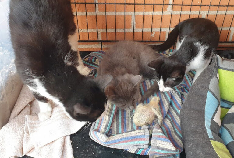 multimedia-foto67865-555-1