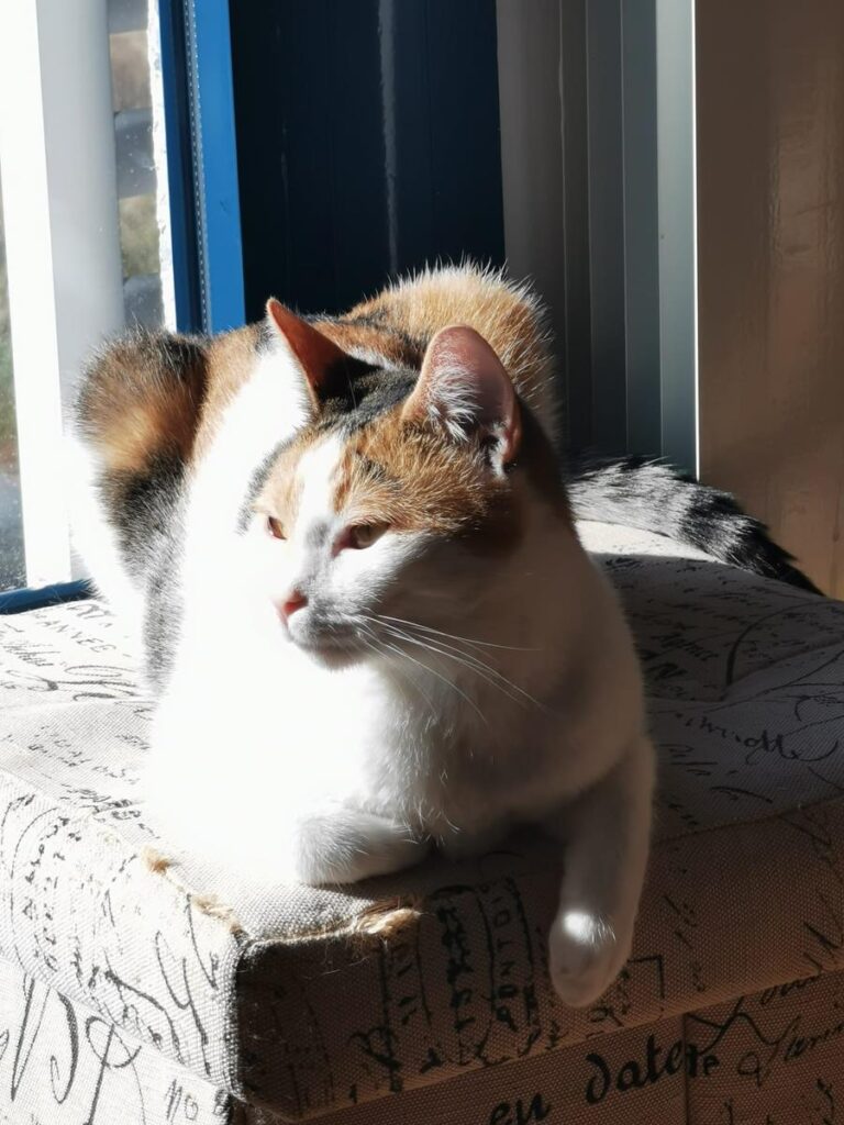 multimedia-foto67936-668-1