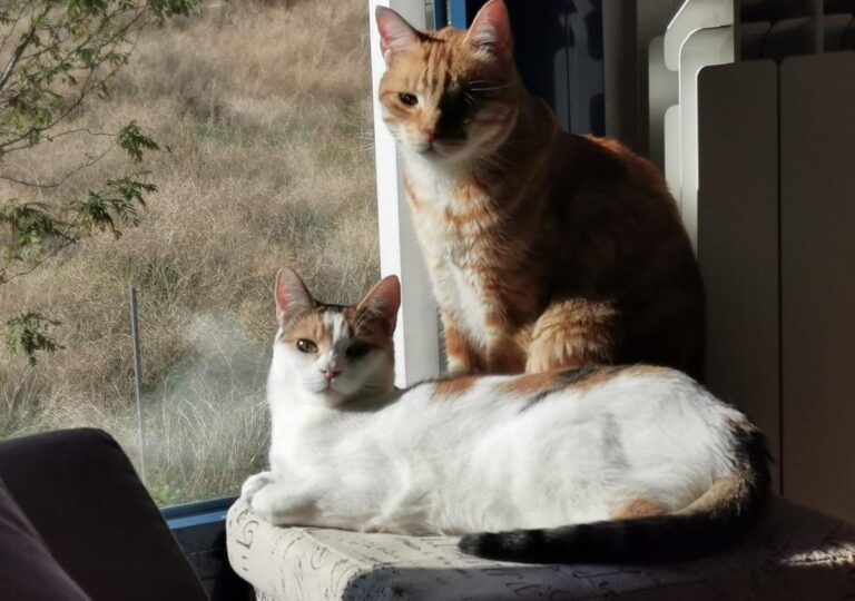 multimedia-foto67938-670-1