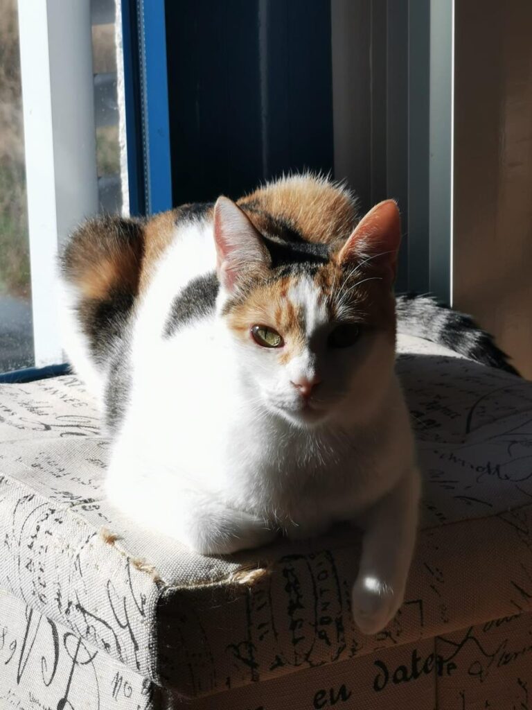 multimedia-foto67939-670-1