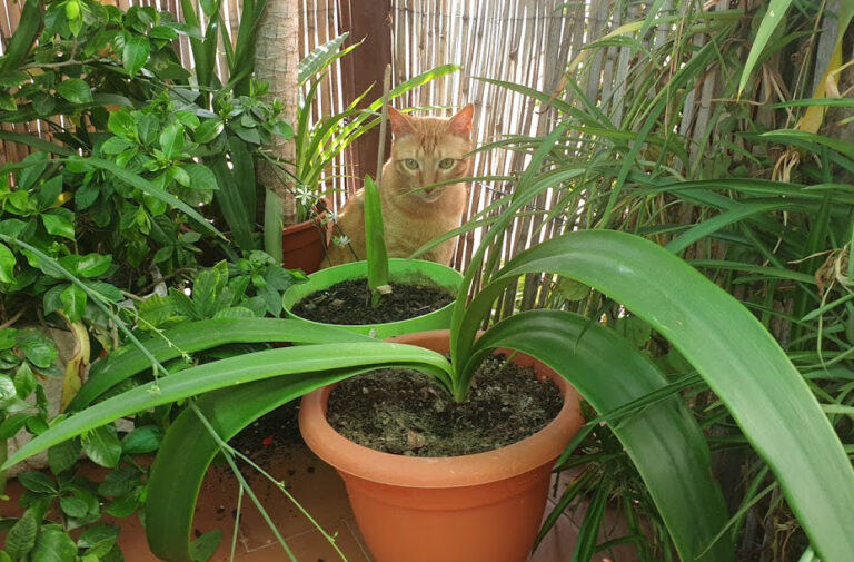 multimedia-foto67955-470-1