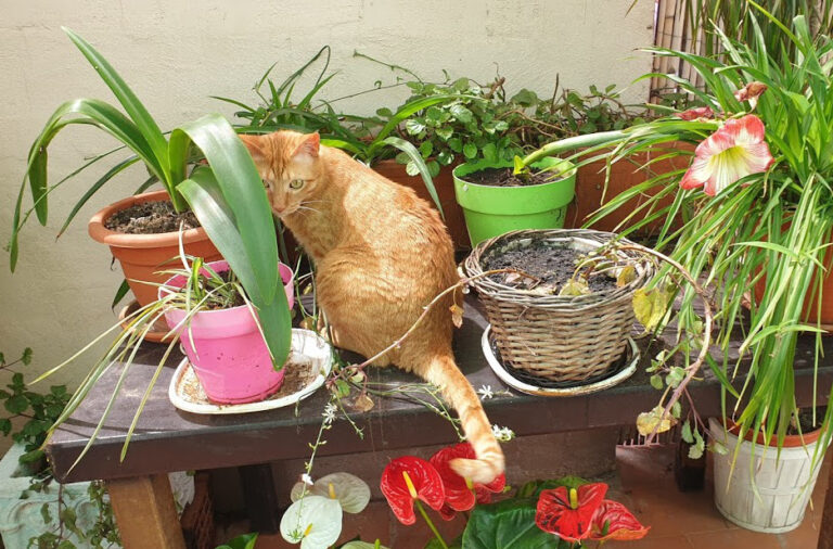 multimedia-foto67956-470-1