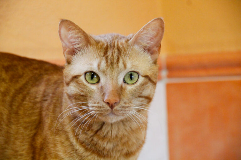 multimedia-foto67960-472-1