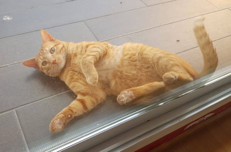 multimedia-foto67962-473-1