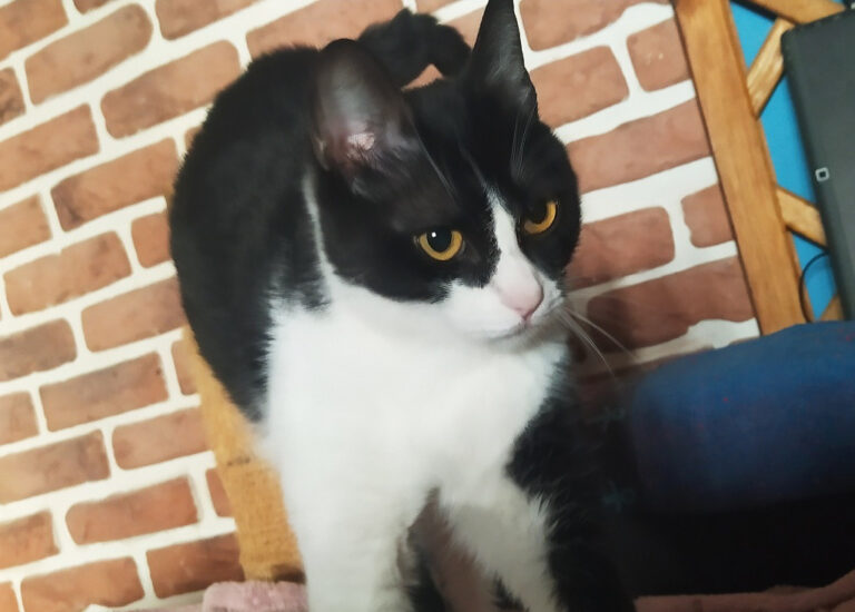 multimedia-foto67976-199-1