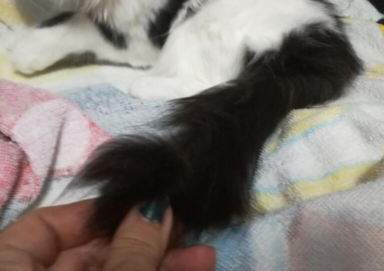 multimedia-foto67997-40-1