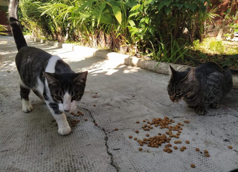 multimedia-foto68008-470-1