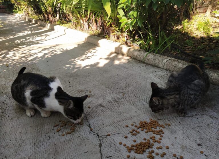 multimedia-foto68009-471-1